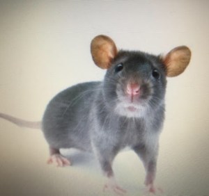 Maus verwirrt Pintang Bulan