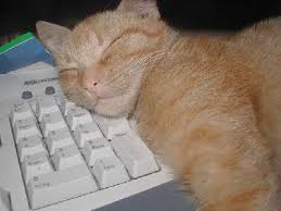 Katze auf PC schlafend