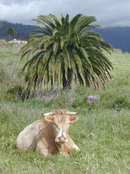 kuh-unter-palmen